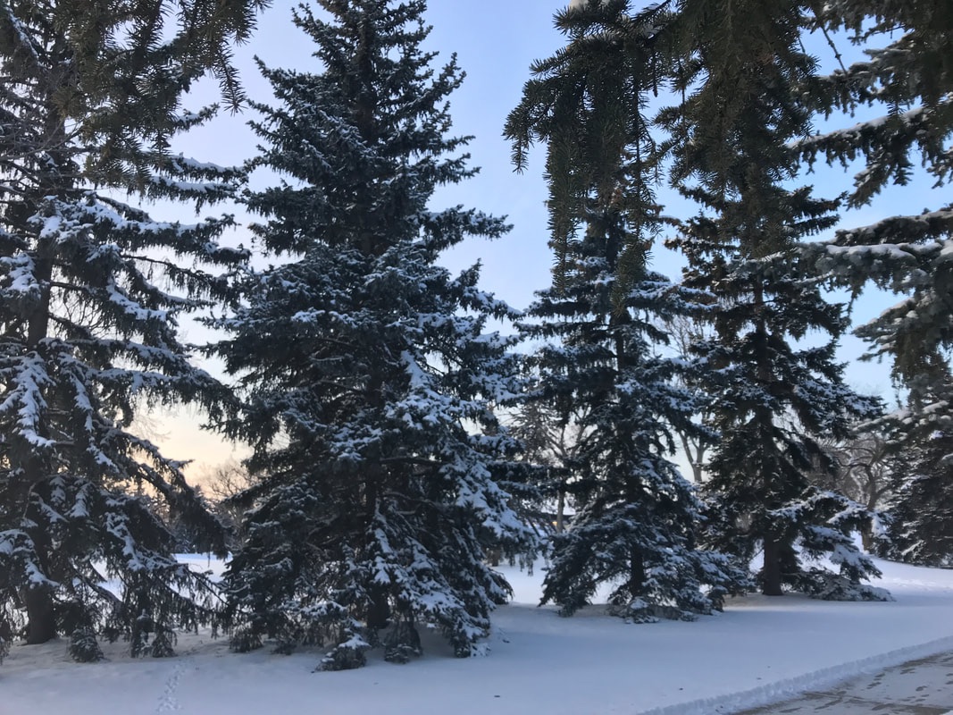 Snow-covered pine trees in Edmonton, Alberta